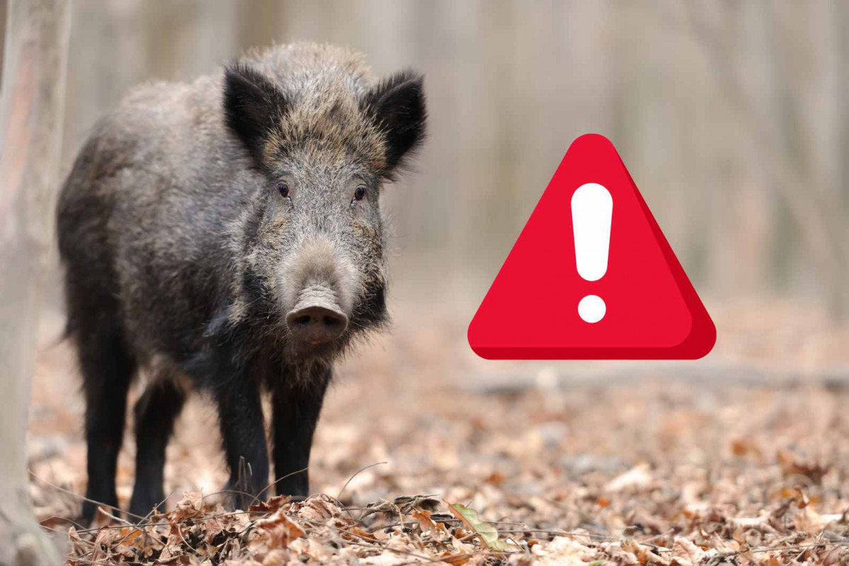 ALERTA, jabalu00ed   CANVA (2)