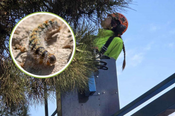 Trabajos del Ayuntamiento de Sant Andreu, procesionaria   CANVA   Aj. de Sant Andreu