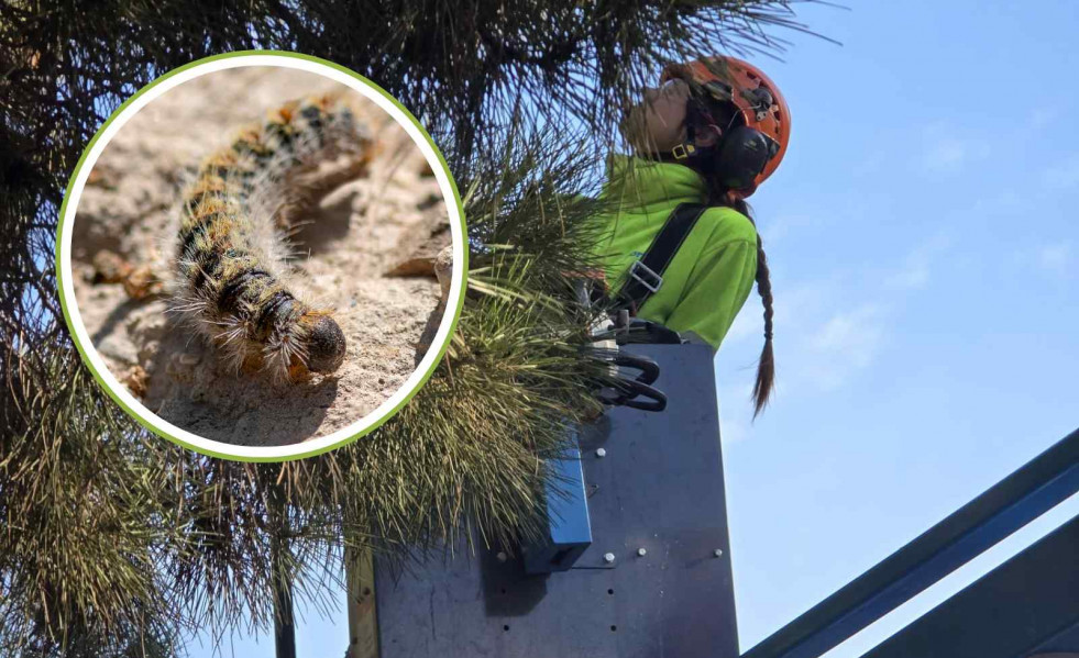 Trabajos del Ayuntamiento de Sant Andreu, procesionaria   CANVA   Aj. de Sant Andreu