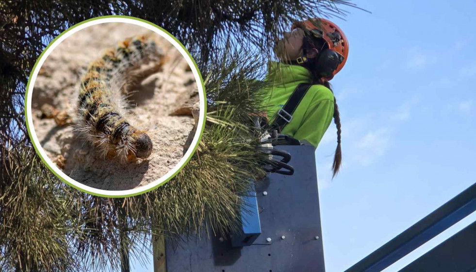 Trabajos del Ayuntamiento de Sant Andreu, procesionaria   CANVA   Aj. de Sant Andreu