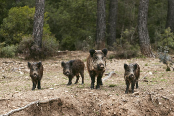 Wild boars nature (2)