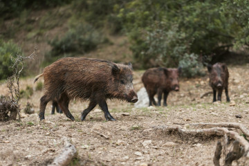 Wild boars nature (3)