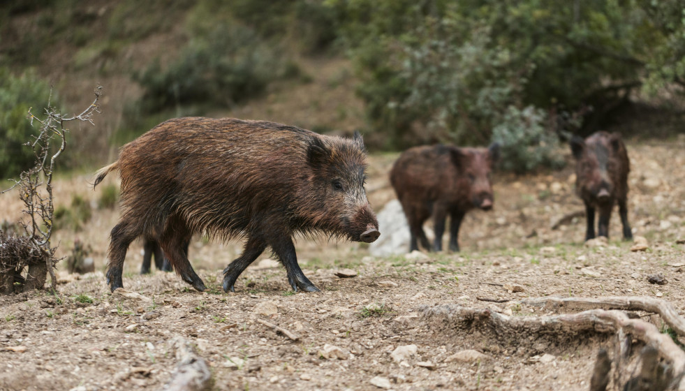 Wild boars nature (3)
