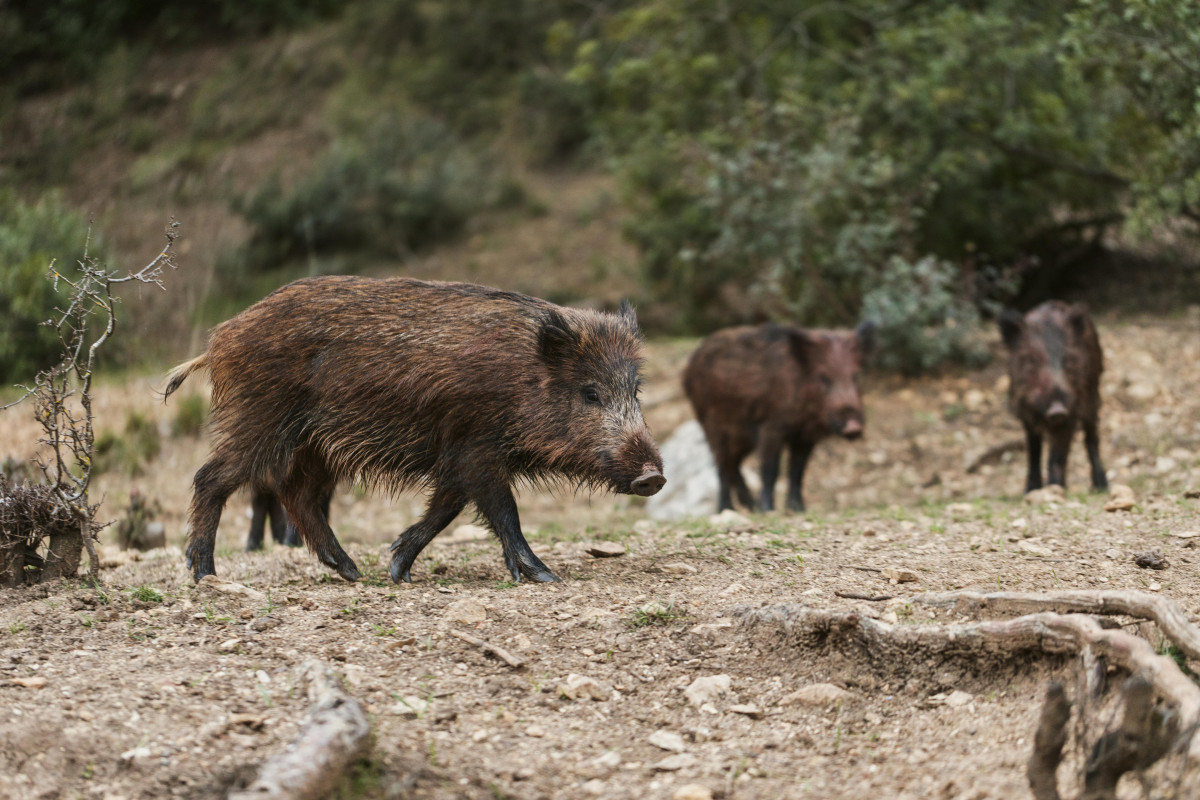 Wild boars nature (3)