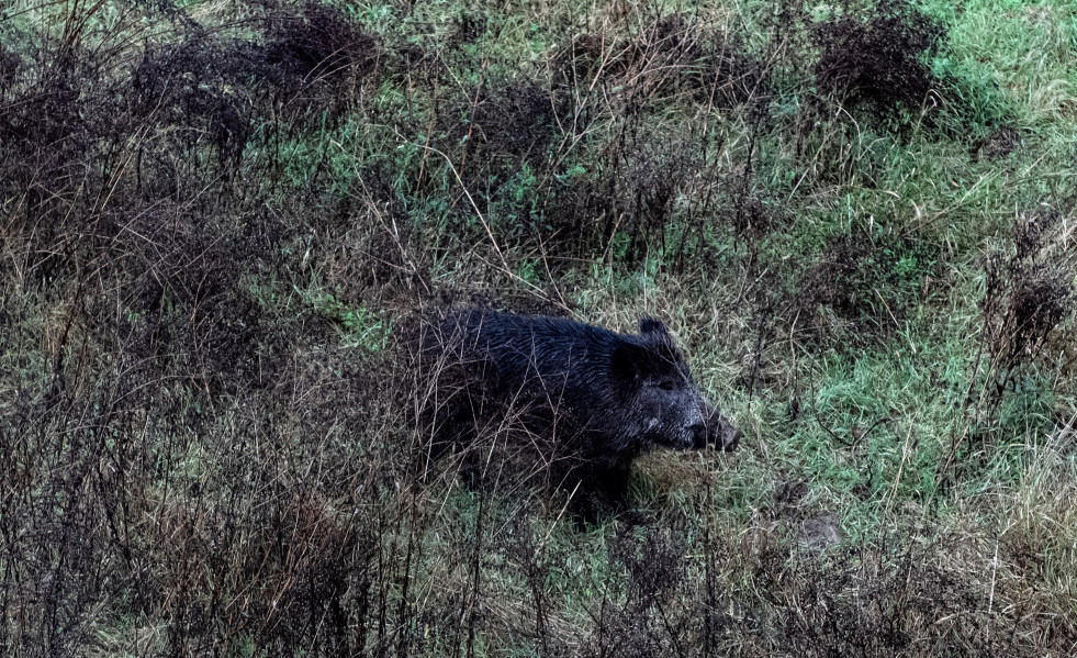 Archivo - Un jabalí por el cauce del Río Ter, cerca del Hospital Trueta, a 27 de diciembre de 2025, en Girona, Catalunya (España).