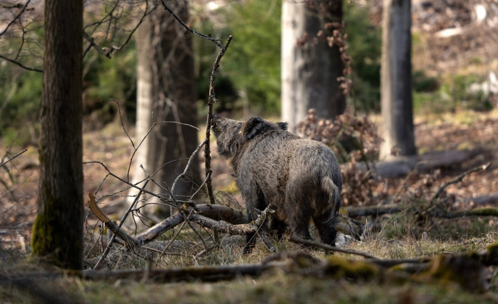 EuropaPress 7308347 jabali