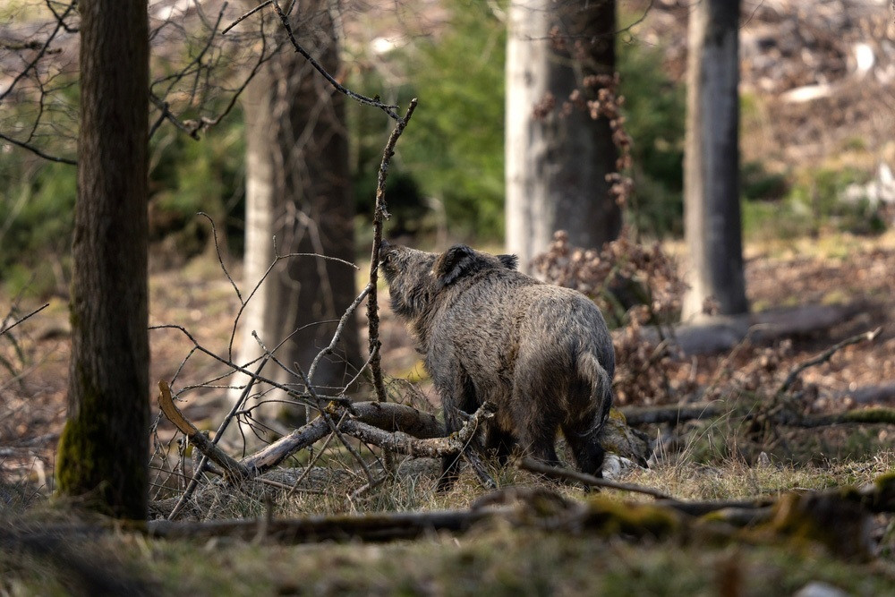 EuropaPress 7308347 jabali