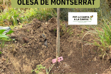 4a plantada popular a l areny del moli 0