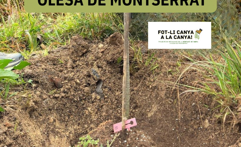 4a plantada popular a l areny del moli 0