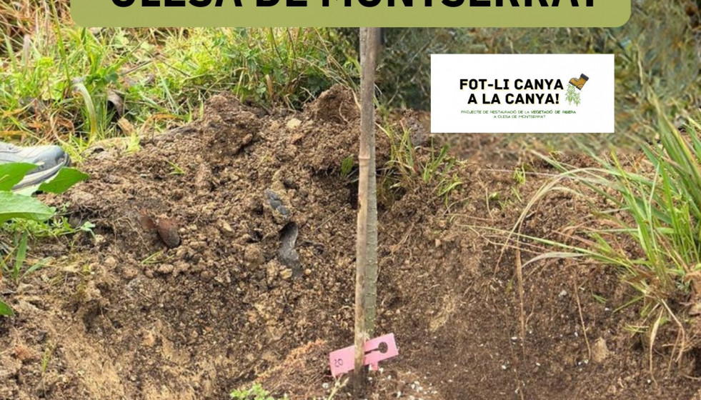 4a plantada popular a l areny del moli 0