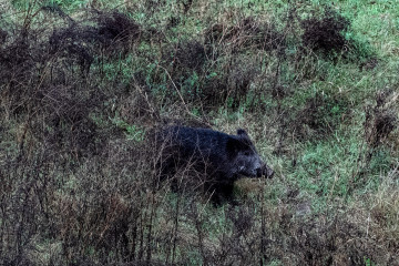 Archivo - Un jabalí por el cauce del Río Ter