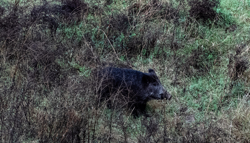 Archivo - Un jabalí por el cauce del Río Ter