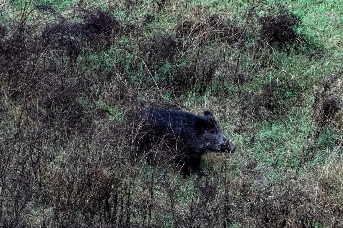 Archivo - Un jabalí por el cauce del Río Ter
