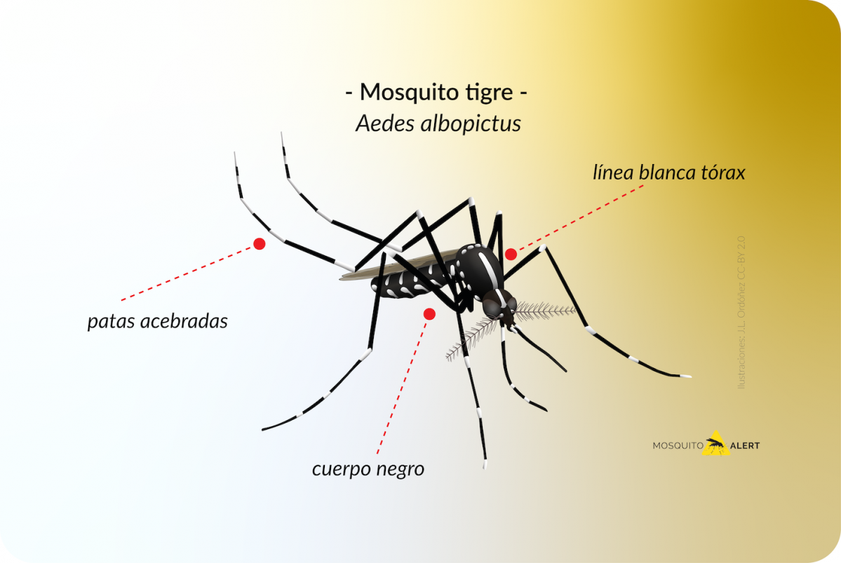 Identificar el mosquito tigre