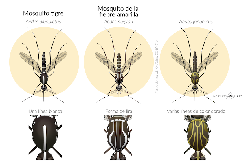 Diferencias entre mosquito tigre, fiebre amarillas y  aedes japonesis