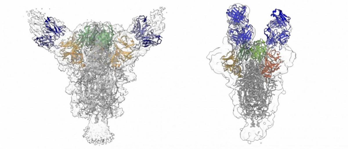 EuropaPress 3246902 reconstrucciones muestran dos anticuerpos diferentes azules unen proteina