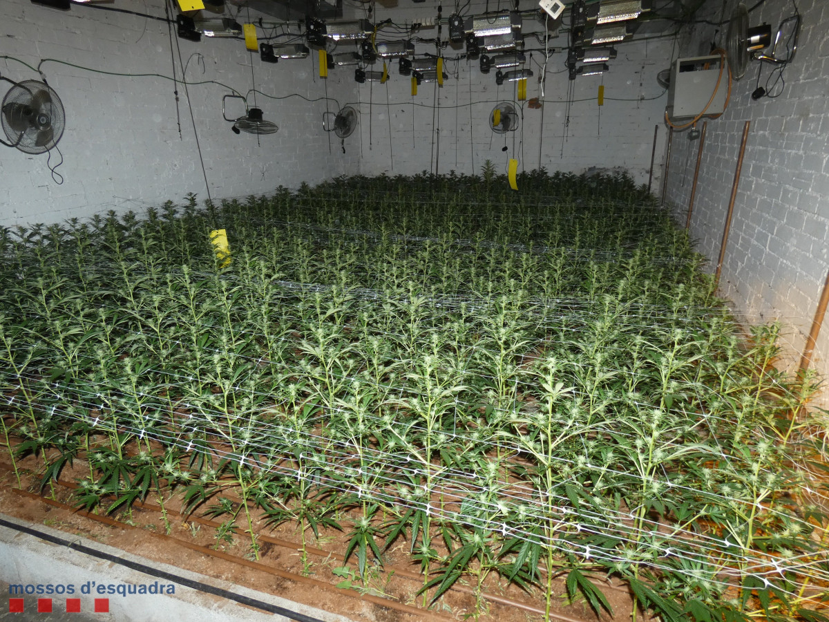 Imagen del interior de la vivienda del Hospitalet de Llobregat (Barcelona), donde se decomisaron 1.400 plantas de marihuana.