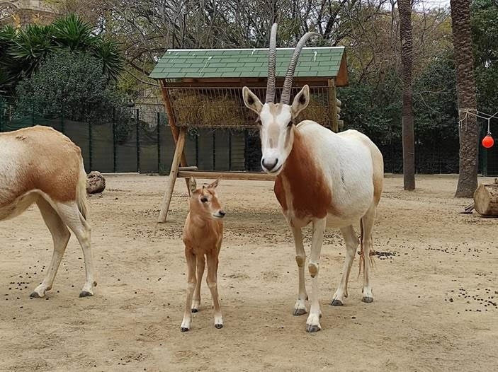 Una cría de órix blanco, una especie de antílope extinguida en su hábitat natural, en el Zoo de Barcelona