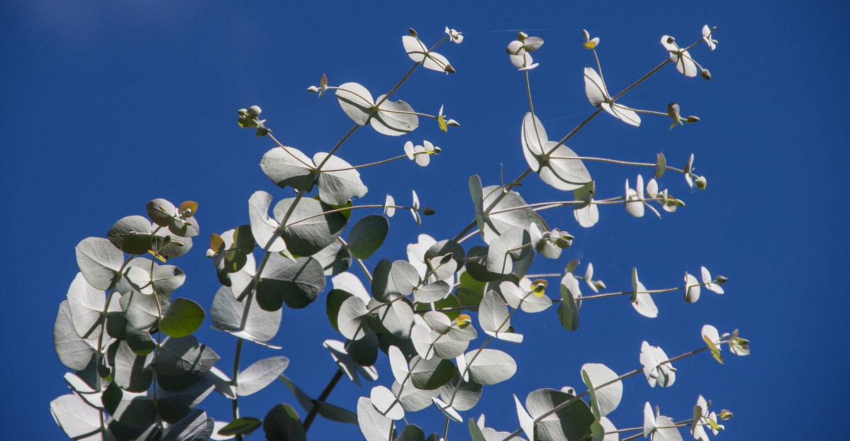 Eucalyptus leaves 1234010 1920